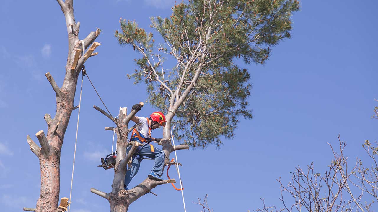 Arborist work site.